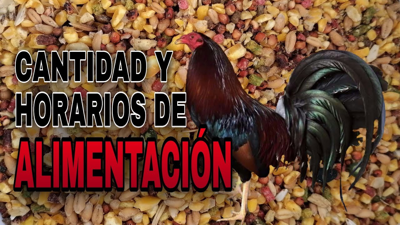 Descubre qué comen los gallos de pelea: guía completa y consejos