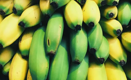Plátano Macho